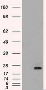 NT4 Antibody in Western Blot (WB)