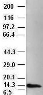 NT4 Antibody in Western Blot (WB)