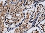 NT5DC1 Antibody in Immunohistochemistry (Paraffin) (IHC (P))