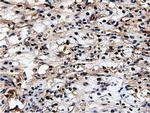 NT5DC1 Antibody in Immunohistochemistry (Paraffin) (IHC (P))