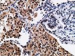 NT5DC1 Antibody in Immunohistochemistry (Paraffin) (IHC (P))