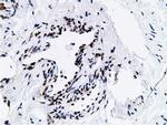 NT5DC1 Antibody in Immunohistochemistry (Paraffin) (IHC (P))