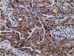 NT5DC1 Antibody in Immunohistochemistry (Paraffin) (IHC (P))