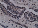 NT5DC1 Antibody in Immunohistochemistry (Paraffin) (IHC (P))