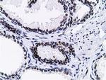 NT5DC1 Antibody in Immunohistochemistry (Paraffin) (IHC (P))