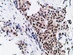 NT5DC1 Antibody in Immunohistochemistry (Paraffin) (IHC (P))