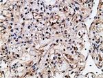 NT5DC1 Antibody in Immunohistochemistry (Paraffin) (IHC (P))