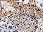 NT5DC1 Antibody in Immunohistochemistry (Paraffin) (IHC (P))