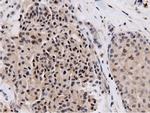 NT5DC1 Antibody in Immunohistochemistry (Paraffin) (IHC (P))