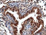 NT5DC1 Antibody in Immunohistochemistry (Paraffin) (IHC (P))