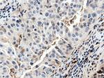 NT5DC1 Antibody in Immunohistochemistry (Paraffin) (IHC (P))