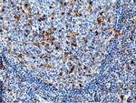 NT5DC1 Antibody in Immunohistochemistry (Paraffin) (IHC (P))