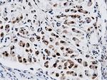 NT5DC1 Antibody in Immunohistochemistry (Paraffin) (IHC (P))