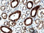 NT5DC1 Antibody in Immunohistochemistry (Paraffin) (IHC (P))