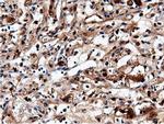 NT5DC1 Antibody in Immunohistochemistry (Paraffin) (IHC (P))