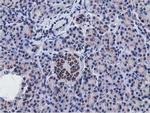 NT5DC1 Antibody in Immunohistochemistry (Paraffin) (IHC (P))