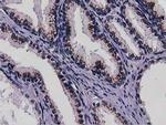 NT5DC1 Antibody in Immunohistochemistry (Paraffin) (IHC (P))