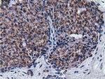 NT5DC1 Antibody in Immunohistochemistry (Paraffin) (IHC (P))