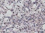 NT5DC1 Antibody in Immunohistochemistry (Paraffin) (IHC (P))