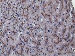 NT5DC1 Antibody in Immunohistochemistry (Paraffin) (IHC (P))