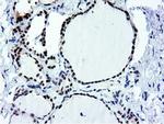 NT5DC1 Antibody in Immunohistochemistry (Paraffin) (IHC (P))