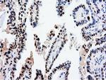 NT5DC1 Antibody in Immunohistochemistry (Paraffin) (IHC (P))