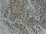 NT5DC1 Antibody in Immunohistochemistry (Paraffin) (IHC (P))