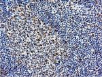 NT5DC1 Antibody in Immunohistochemistry (Paraffin) (IHC (P))