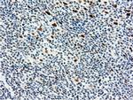 NT5DC1 Antibody in Immunohistochemistry (Paraffin) (IHC (P))