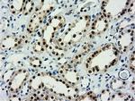 NT5DC1 Antibody in Immunohistochemistry (Paraffin) (IHC (P))