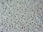 NT5DC1 Antibody in Immunohistochemistry (Paraffin) (IHC (P))