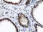 NT5DC1 Antibody in Immunohistochemistry (Paraffin) (IHC (P))