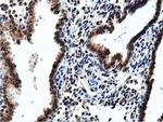 NT5DC1 Antibody in Immunohistochemistry (Paraffin) (IHC (P))