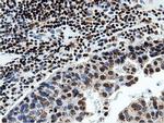 NT5DC1 Antibody in Immunohistochemistry (Paraffin) (IHC (P))