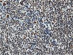 NT5DC1 Antibody in Immunohistochemistry (Paraffin) (IHC (P))