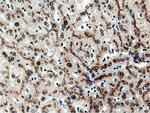 NT5DC1 Antibody in Immunohistochemistry (Paraffin) (IHC (P))