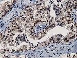 NT5DC1 Antibody in Immunohistochemistry (Paraffin) (IHC (P))