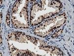 NT5DC1 Antibody in Immunohistochemistry (Paraffin) (IHC (P))