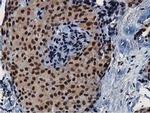 NT5DC1 Antibody in Immunohistochemistry (Paraffin) (IHC (P))