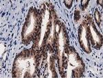 NT5DC1 Antibody in Immunohistochemistry (Paraffin) (IHC (P))