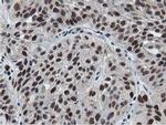 NT5DC1 Antibody in Immunohistochemistry (Paraffin) (IHC (P))