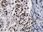 NT5DC1 Antibody in Immunohistochemistry (Paraffin) (IHC (P))