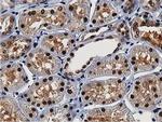 NT5DC1 Antibody in Immunohistochemistry (Paraffin) (IHC (P))