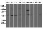 NT5DC1 Antibody in Western Blot (WB)