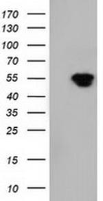 NT5DC1 Antibody in Western Blot (WB)