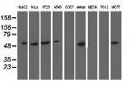 NT5DC1 Antibody in Western Blot (WB)