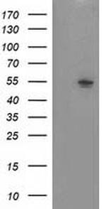 NT5DC1 Antibody in Western Blot (WB)