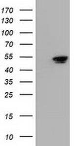 NT5DC1 Antibody in Western Blot (WB)