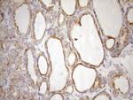 NT5E Antibody in Immunohistochemistry (Paraffin) (IHC (P))