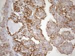 NT5E Antibody in Immunohistochemistry (Paraffin) (IHC (P))